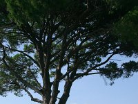 Pinus pinea 13, Parasolden, Saxifraga-Dirk Hilbers