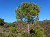Pinus pinea 14, Parasolden, Saxifraga-Ed Stikvoort