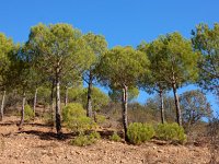Pinus pinea 15, Parasolden, Saxifraga-Ed Stikvoort