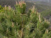 Pinus pinea 16, Parasolden, Saxifraga-Ed Stikvoort