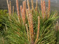 Pinus pinea 17, Parasolden, Saxifraga-Ed Stikvoort