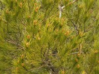 Pinus pinea 2, Parasolden, Saxifraga-Jan van der Straaten
