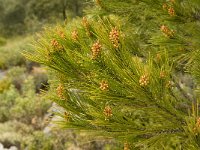 Pinus pinea 3, Parasolden, Saxifraga-Jan van der Straaten