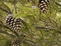 Pinus pinea 4, Parasolden, Saxifraga-Jan van der Straaten
