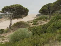 Pinus pinea 5, Parasolden, Saxifraga-Jan van der Straaten