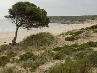 Pinus pinea 6, Parasolden, Saxifraga-Jan van der Straaten