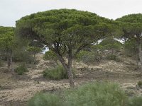 Pinus pinea 8, Parasolden, Saxifraga-Willem van Kruijsbergen