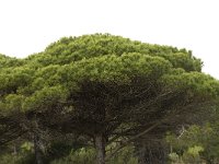 Pinus pinea 9, Parasolden, Saxifraga-Willem van Kruijsbergen