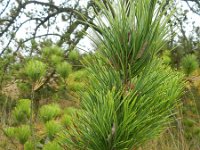 Pinus radiata 1, Saxifraga-Rutger Barendse