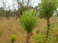 Pinus radiata 3, Saxifraga-Rutger Barendse