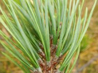 Pinus radiata 5, Saxifraga-Rutger Barendse