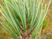 Pinus radiata 6, Saxifraga-Rutger Barendse