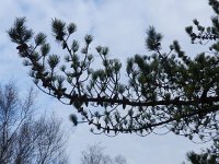 Pinus radiata 7, Saxifraga-Rutger Barendse