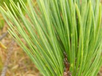 Pinus radiata 8, Saxifraga-Rutger Barendse