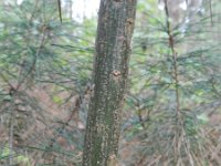Pinus strobus 12, Weymouthden, Saxifraga-Rutger Barendse