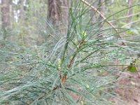 Pinus strobus 14, Weymouthden, Saxifraga-Rutger Barendse