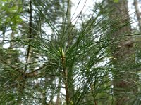 Pinus strobus 15, Weymouthden, Saxifraga-Rutger Barendse