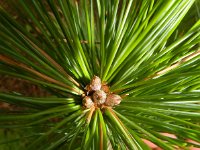 Pinus strobus 18, Weymouthden, Saxifraga-Rutger Barendse