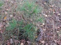 Pinus strobus 19, Weymouthden, Saxifraga-Rutger Barendse