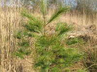 Pinus strobus 2, Weymouthden, Saxifraga-Rutger Barendse