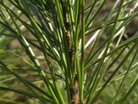 Pinus strobus 5, Weymouthden, Saxifraga-Rutger Barendse