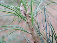 Pinus strobus 6, Weymouthden, Saxifraga-Rutger Barendse