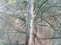 Pinus strobus 7, Weymouthden, Saxifraga-Rutger Barendse