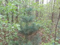 Pinus strobus 8, Weymouthden, Saxifraga-Rutger Barendse