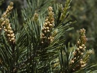 Pinus sylvestris 1, Grove den, Saxifraga-Jan van der Straaten