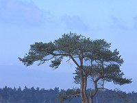 Pinus sylvestris 13, Grove den, Saxifraga-Jan Nijendijk