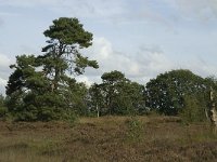 Pinus sylvestris 14, Grove den, Saxifraga-Jan van der Straaten
