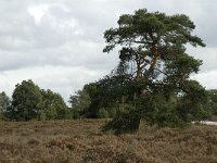 Pinus sylvestris 15, Grove den, Saxifraga-Jan van der Straaten