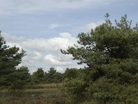 Pinus sylvestris 16, Grove den, Saxifraga-Jan van der Straaten