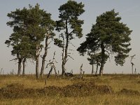 Pinus sylvestris 18, Grove den, Saxifraga-Jan van der Straaten