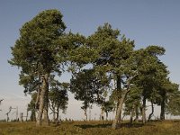 Pinus sylvestris 19, Grove den, Saxifraga-Jan van der Straaten