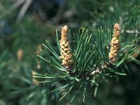 Pinus sylvestris 20, Grove den, Saxifraga-Jan van der Straaten