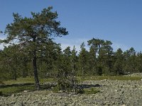 Pinus sylvestris 21, Grove den, Saxifraga-Jan van der Straaten