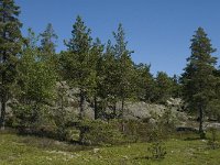 Pinus sylvestris 22, Grove den, Saxifraga-Jan van der Straaten