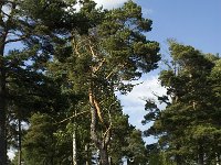 Pinus sylvestris 26, Grove den, Saxifraga-Jan van der Straaten
