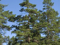 Pinus sylvestris 27, Grove den, Saxifraga-Jan van der Straaten