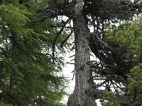 Pinus sylvestris 29, Grove den, Saxifraga-Willem van Kruijsbergen