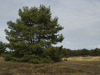 Pinus sylvestris 30, Grove den, Saxifraga-Jan van der Straaten