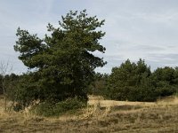 Pinus sylvestris 32, Grove den, Saxifraga-Jan van der Straaten
