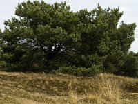 Pinus sylvestris 33, Grove den, Saxifraga-Jan van der Straaten