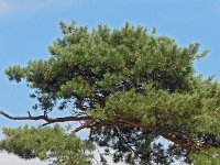 Pinus sylvestris 34, Grove den, Saxifraga-Hans Dekker