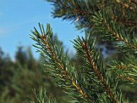 Pinus sylvestris 35, Grove den, Saxifraga-Hans Dekker