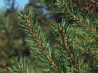 Pinus sylvestris 36, Grove den, Saxifraga-Hans Dekker
