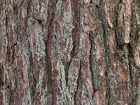 Pinus sylvestris 37, Grove den, Saxifraga-Hans Dekker