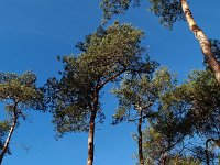 Pinus sylvestris 38, Grove den, Saxifraga-Hans Dekker
