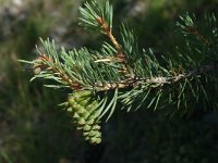 Pinus sylvestris 4, Grove den, Saxifraga-Jan van der Straaten